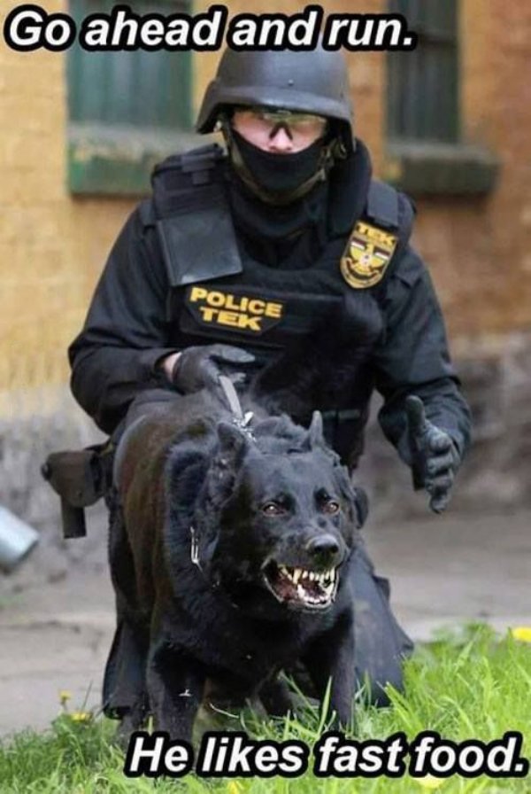 MilitaryServiceDog 00008