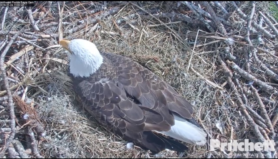 Screen Shot 2019 11 24 at 11 01 50 AM