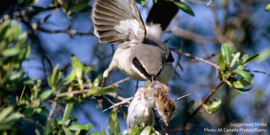 LoggerheadShrike.jpg LoggerheadShrike