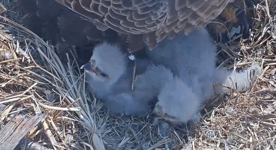 Screen Shot 2020-04-04 at 11.13.36 AM.jpg Screen Shot 2020 04 04 at 11 13 36 AM