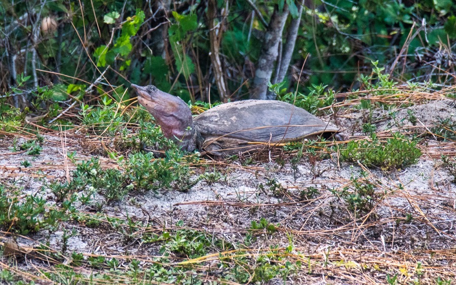 D75 5955 Luminar4 edit