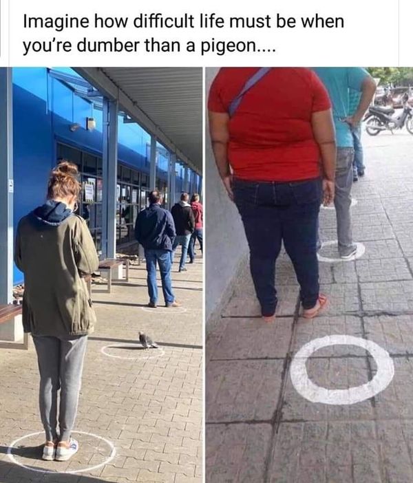 T1 408917 pigeon smarter