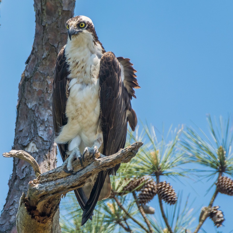 D71 1867 Luminar4 edit