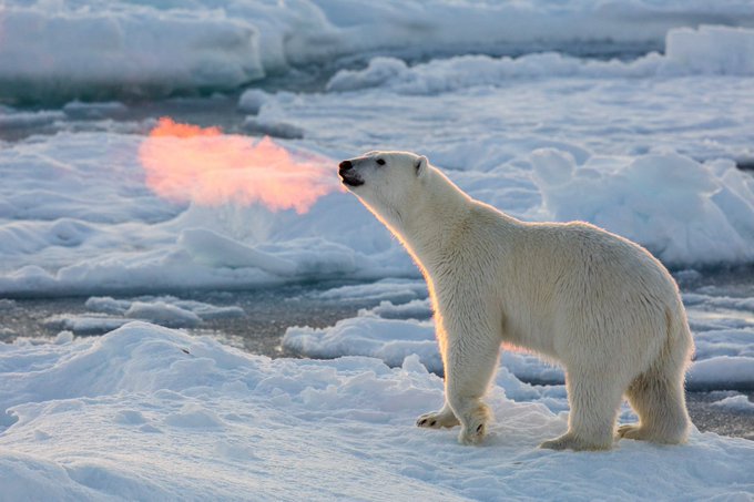 FireBreathingPolarBear