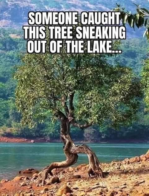 SneakyTree
