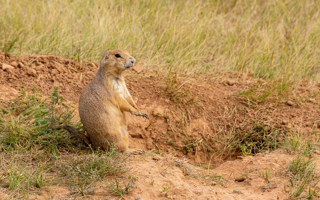 D71_7640-2.jpg D71 7640 2