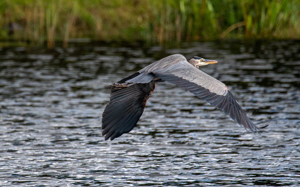 D75_6406.jpg D75 6406