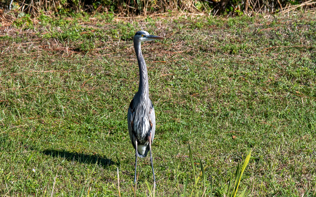 D75_6432.jpg D75 6432