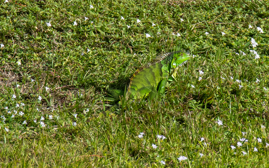 D75_6450.jpg D75 6450