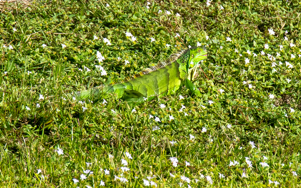 D75_6468.jpg D75 6468