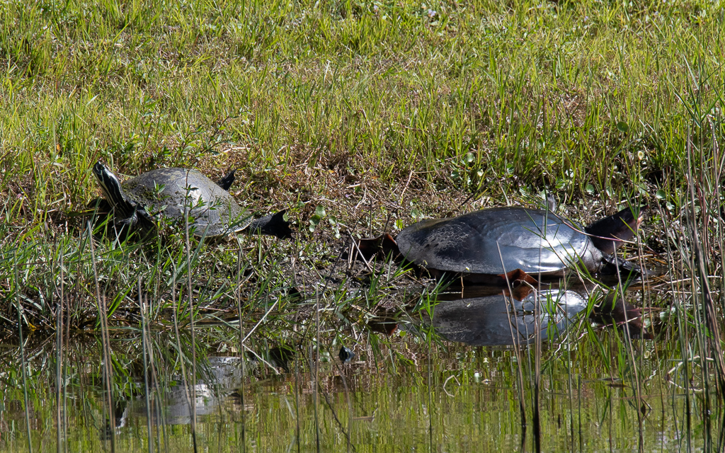 D75_6521.jpg D75 6521