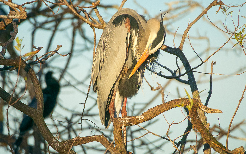 DSC_1480.jpg DSC 1480