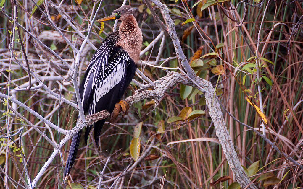 DSC_3271.jpg DSC 3271