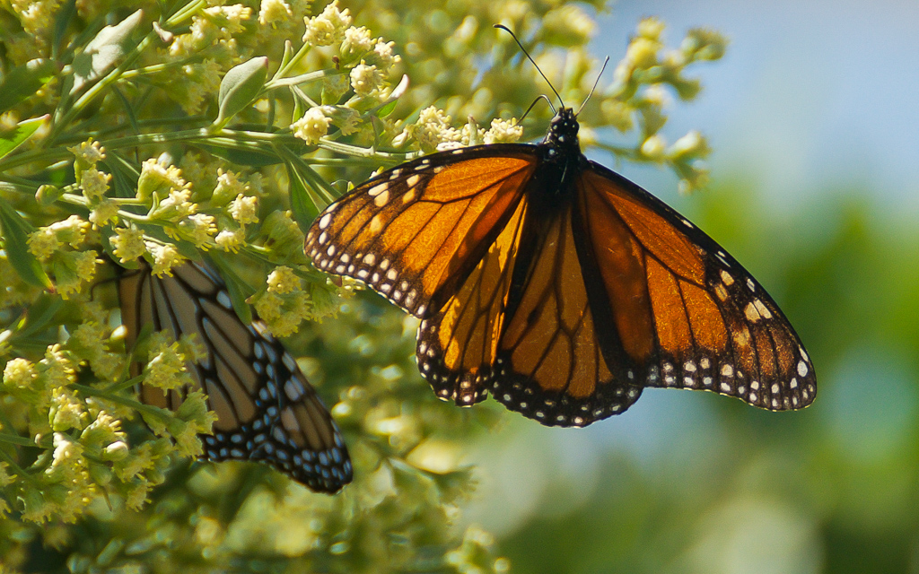 DSC_8168.jpg DSC 8168