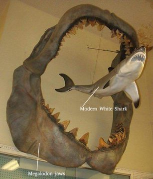 Megalodon image