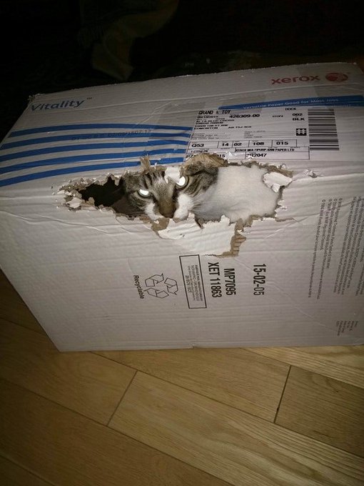 Tell SchrödingerISurvived