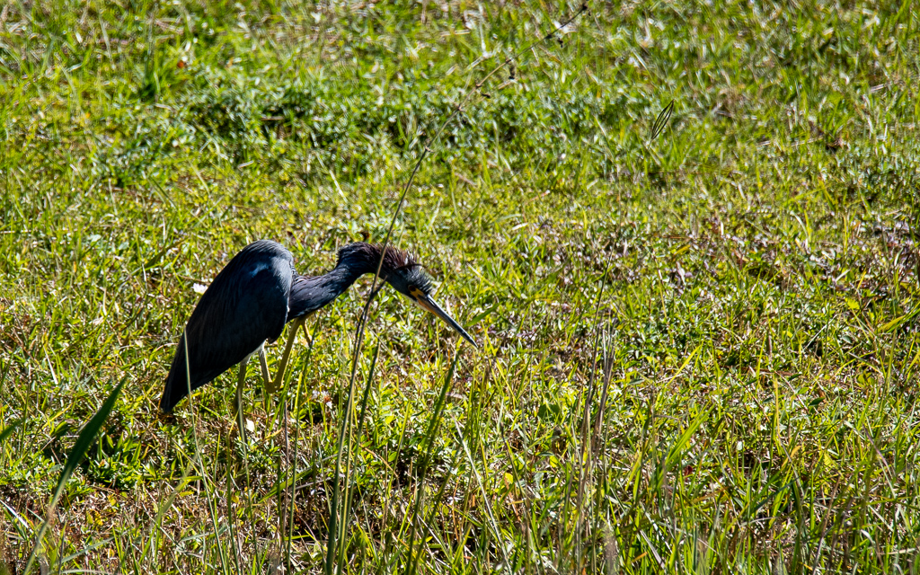 Z50_0092-2.jpg Z50 0092 2