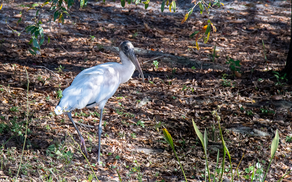 D75_6729.jpg D75 6729