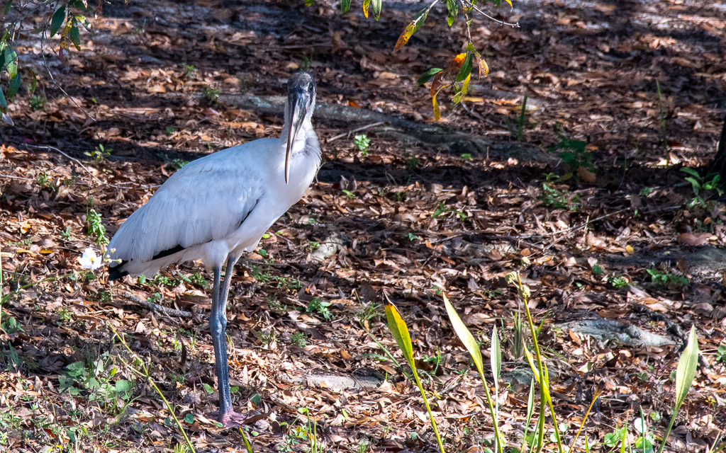 D75_6735.jpg D75 6735