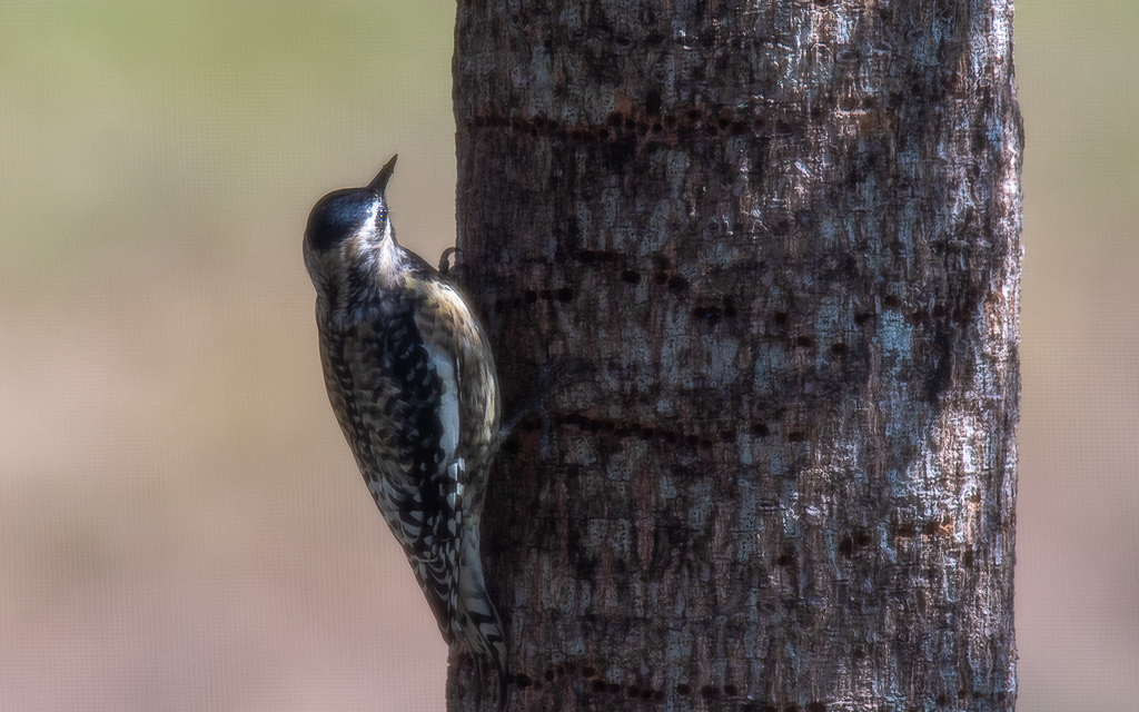 D75_6765.jpg D75 6765