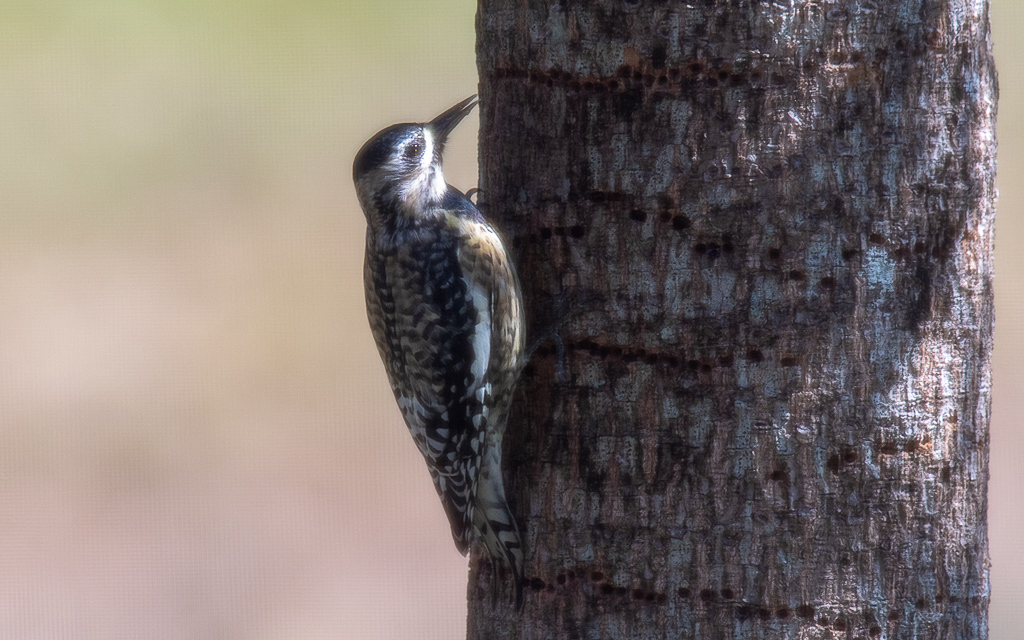 D75_6767.jpg D75 6767