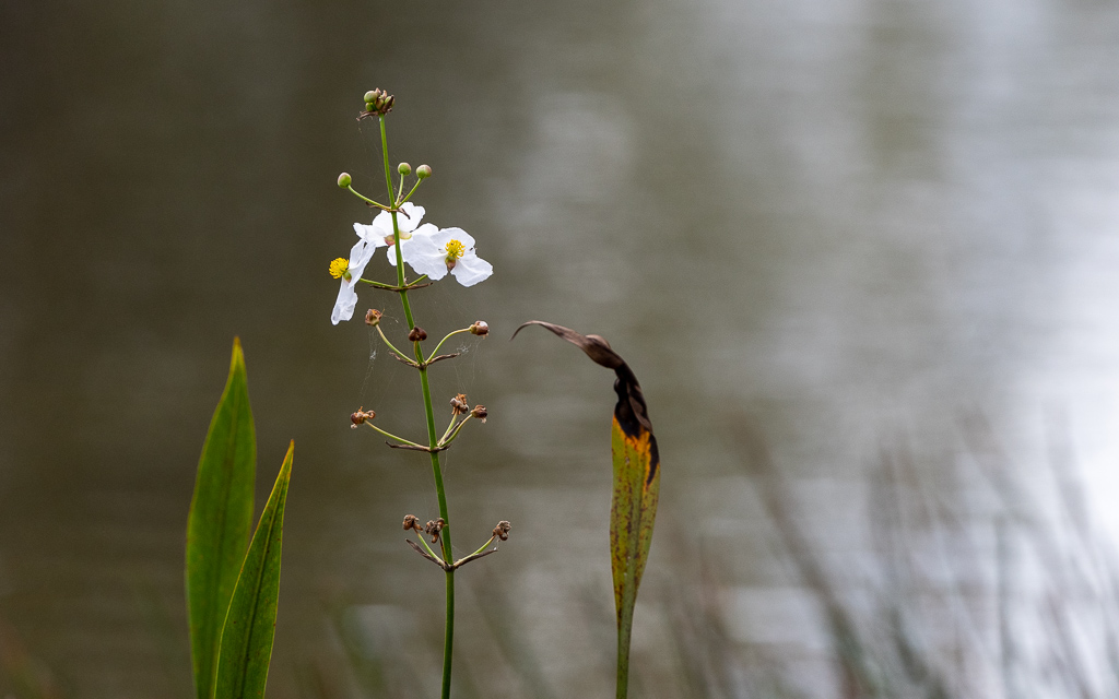 D75_6868.jpg D75 6868