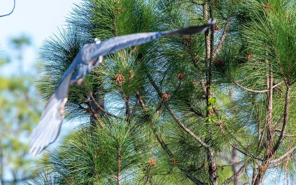 D75_6960.jpg D75 6960