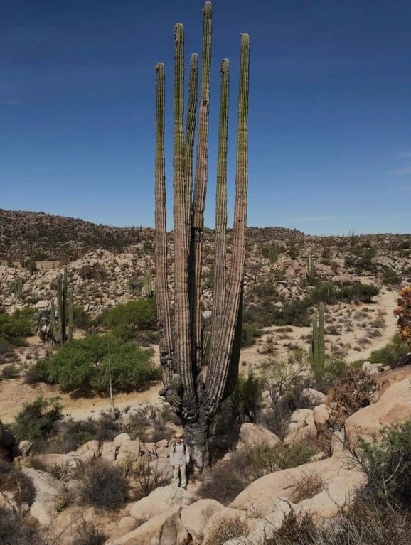OrganPipeCactus.jpg OrganPipeCactus