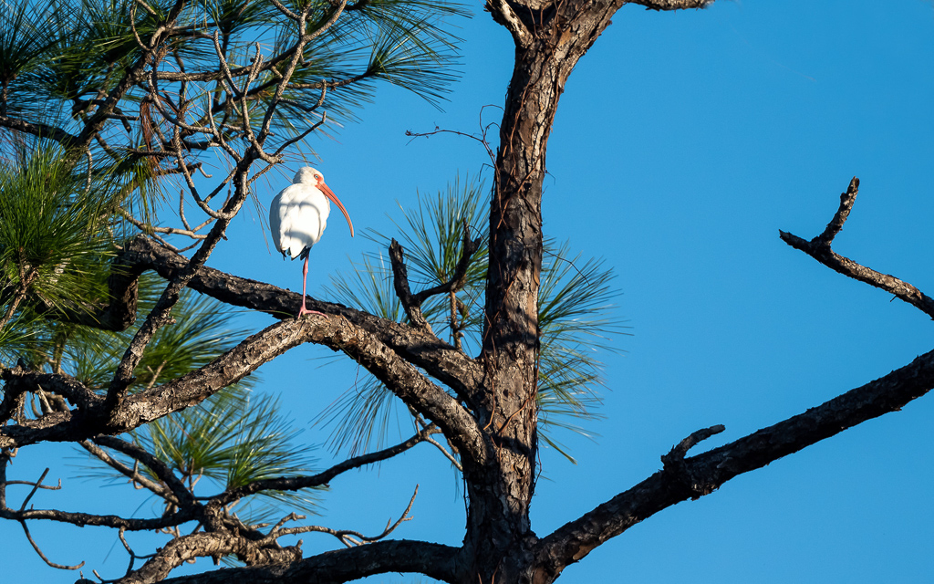 Z72_1409-Edit_Luminar4-edit_Luminar4-edit.jpg Z72 1409 Edit Luminar4 edit Luminar4 edit