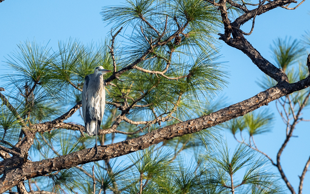 Z72_1413.jpg Z72 1413