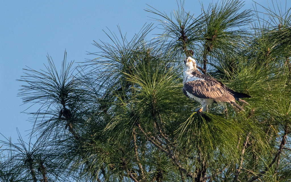 Z72_1421.jpg Z72 1421