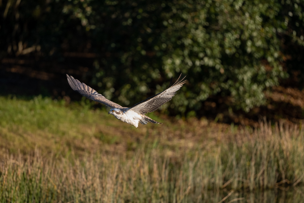 Z72_1426.jpg Z72 1426