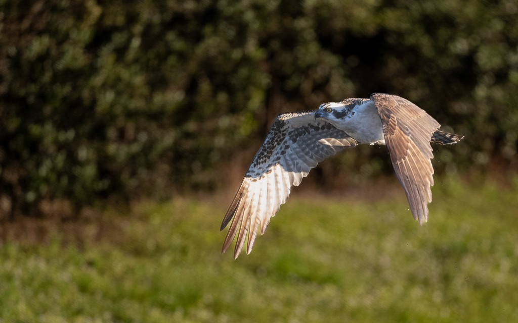 Z72_1428.jpg Z72 1428