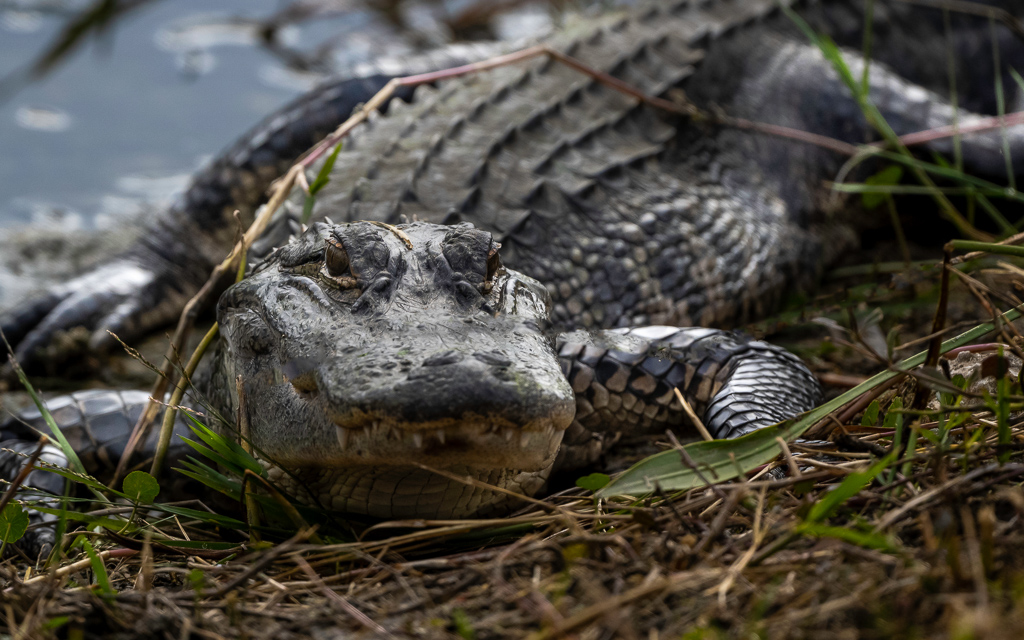 Z72_1452_Luminar4-edit.jpg Z72 1452 Luminar4 edit