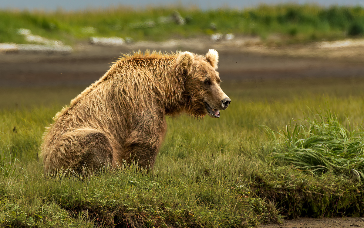 BearKatmai 20150729 2