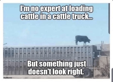 CattleTruckLoading