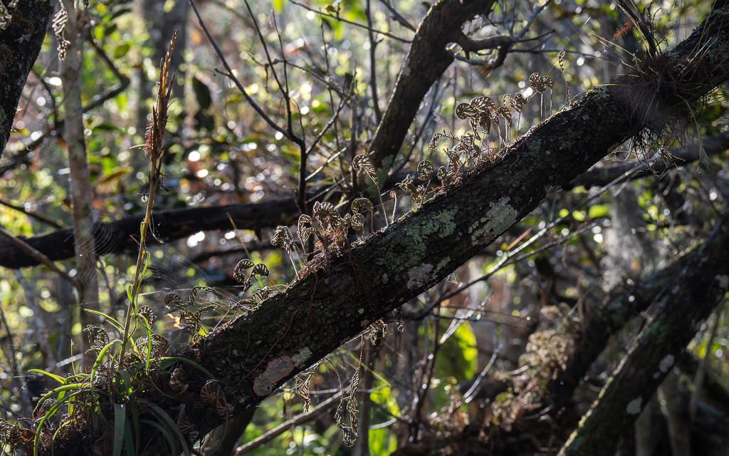 Z50 1216 NEF DxO DeepPRIME