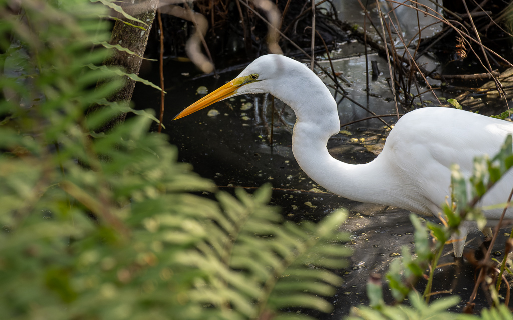 Z50 1227 NEF DxO DeepPRIME