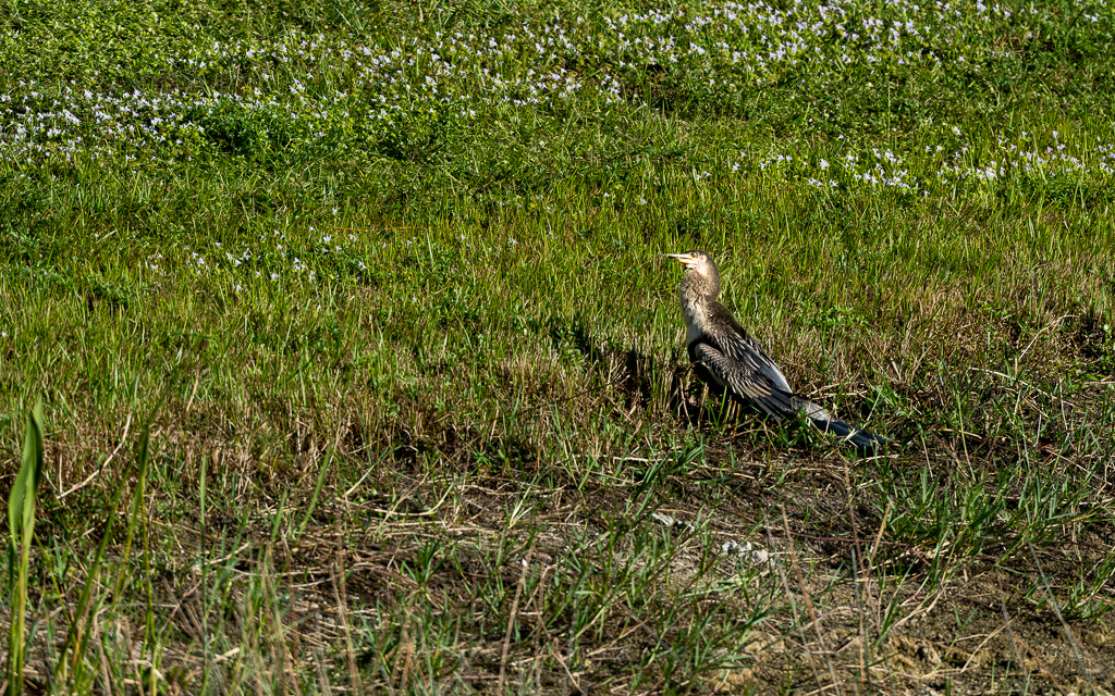 Z72 1469 NEF DxO DeepPRIME