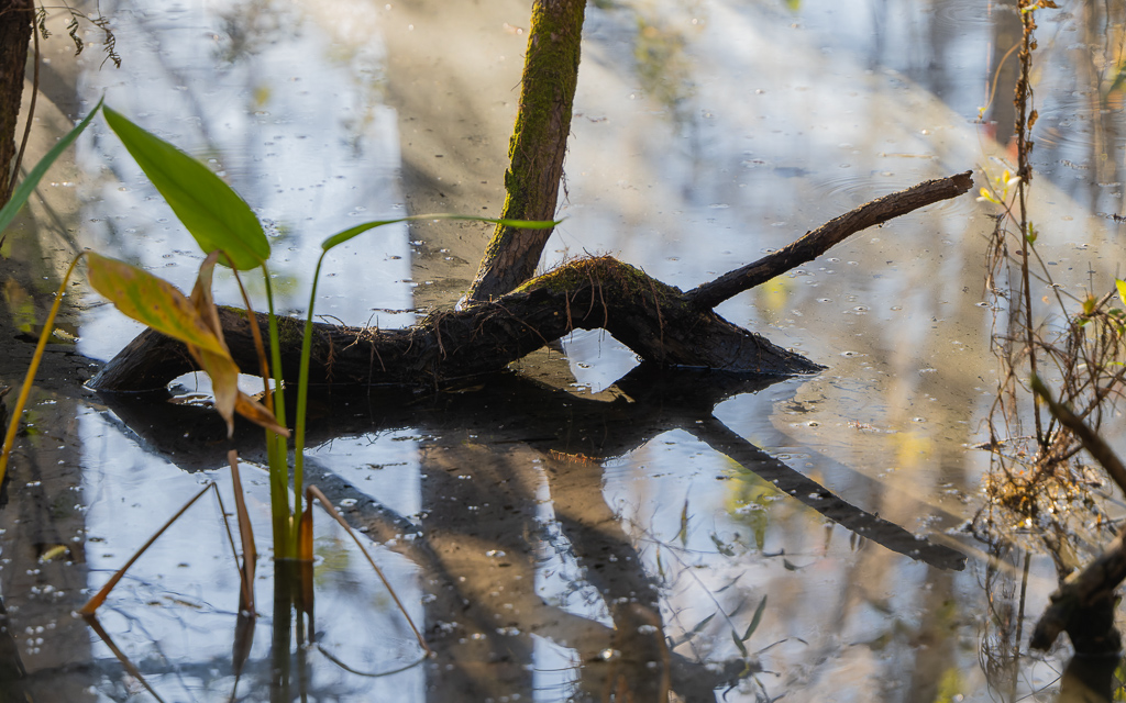 Z72 1504 NEF DxO DeepPRIME