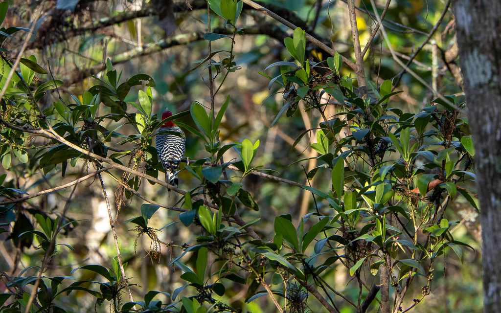 Z72 1515 NEF DxO DeepPRIME