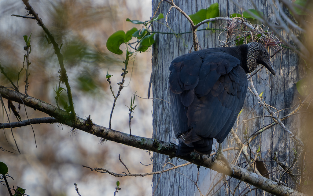 Z72 1540 NEF DxO DeepPRIME