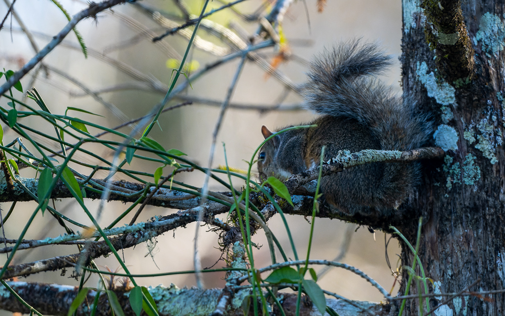 Z72 1552 NEF DxO DeepPRIME Edit