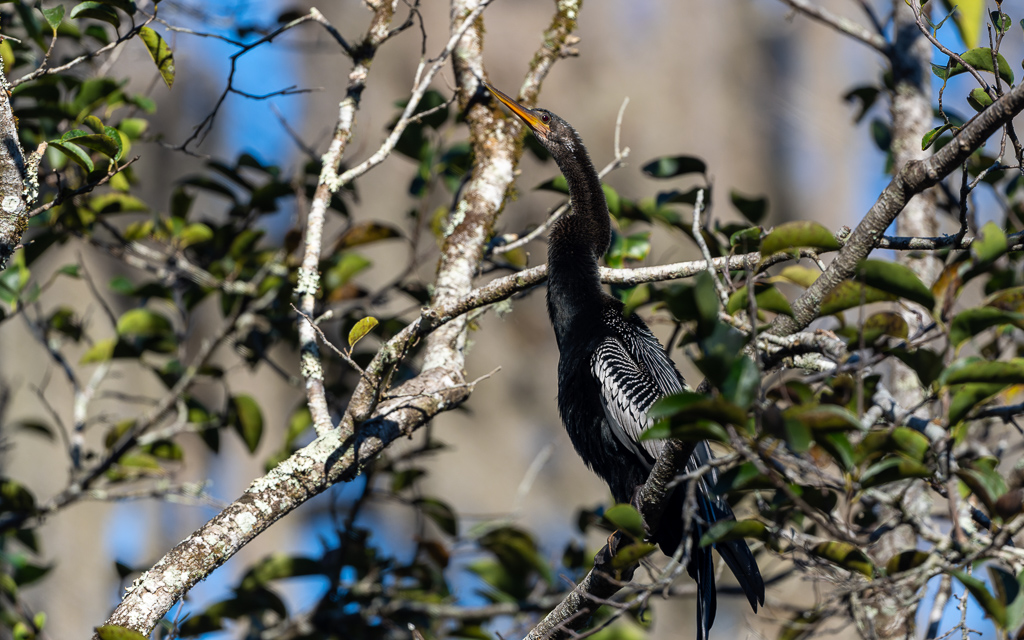 Z72 1560 NEF DxO DeepPRIME