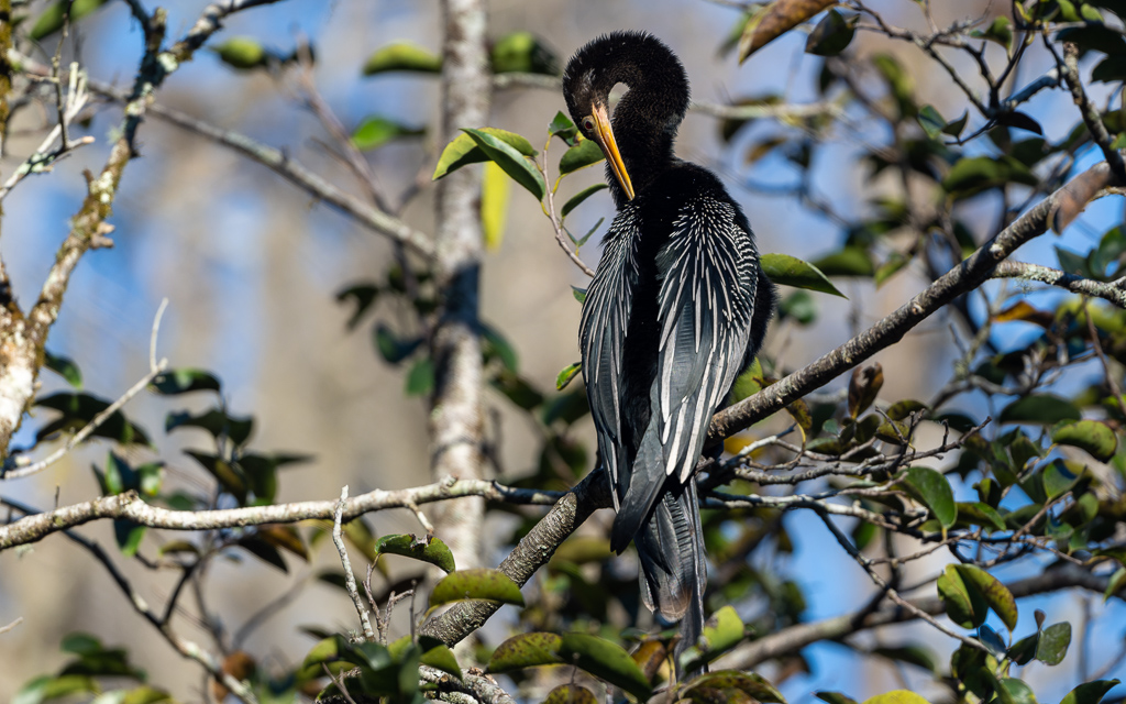 Z72 1575 NEF DxO DeepPRIME