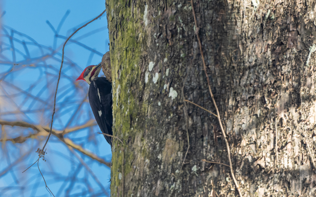 Z72 1597 NEF DxO DeepPRIME