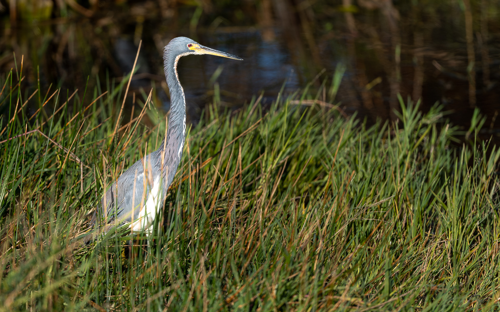 Z72 1754 NEF DxO DeepPRIME