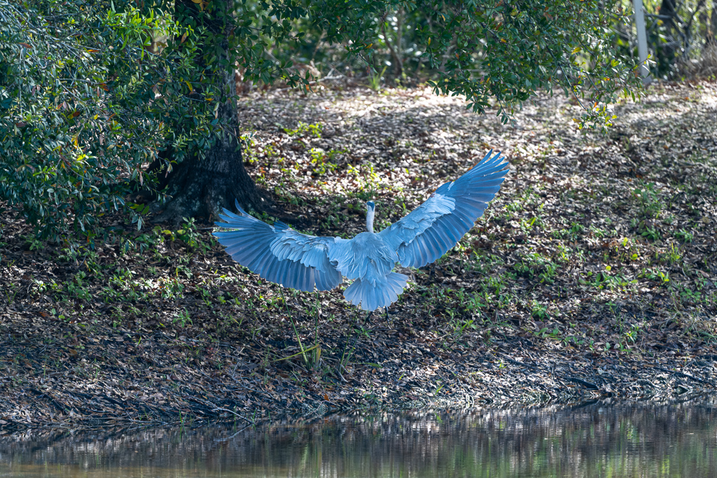 Z72 1809 NEF DxO DeepPRIME