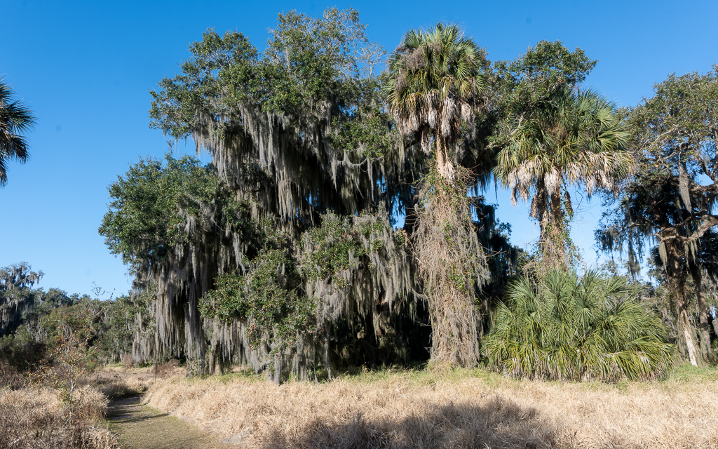 Z50 1284 NEF DxO DeepPRIME