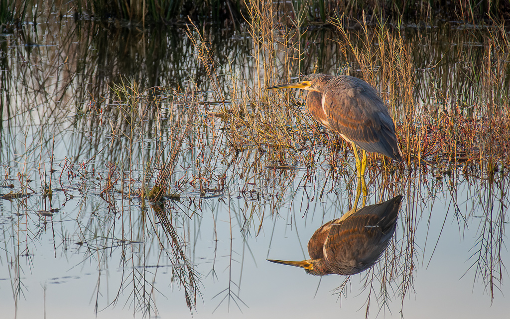 Z50 1302 NEF DxO DeepPRIME Edit Enhanced